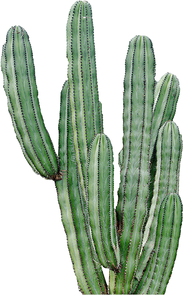 Solo Saguaro cactus